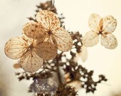 Lacy Nature- Hydrangea Petals Photograph- Flower Photography- Botanical Print- Creamy Neutrals- 8x10 Fine Art Print