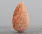 Sea Fossils - Fossilized Coral Cabochon - 37mm (C2711)