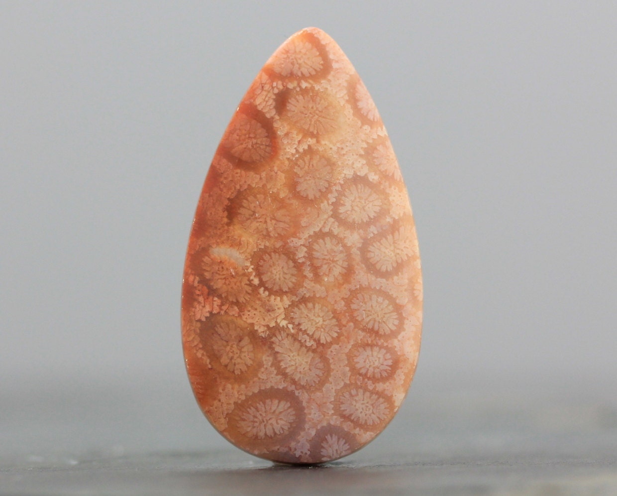 Sea Fossils - Fossilized Coral Cabochon - 37mm (C2711)