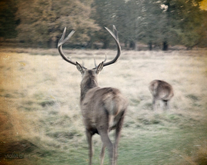 25% Off SALE Deer Photograph. Fine art photo. 8x10 vintage, autumn, animal photo, antlers, faded old film look, beige photo print