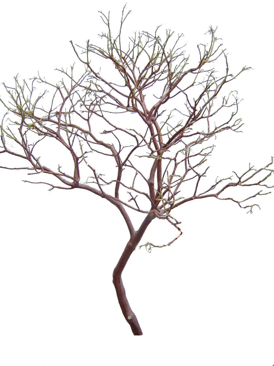 Manzanita Branches  2-pack  Premium Centerpieces , Weddings, Floral, Crafts