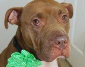 Dog Collar Flower Green Gingham Large