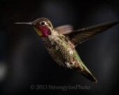 fine art photography, 8x12 humming bird in flight, brown, green, bright pink, yellow feathers hummingbird portrait