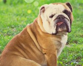 English bulldog 5 x 7 Fabulous Card