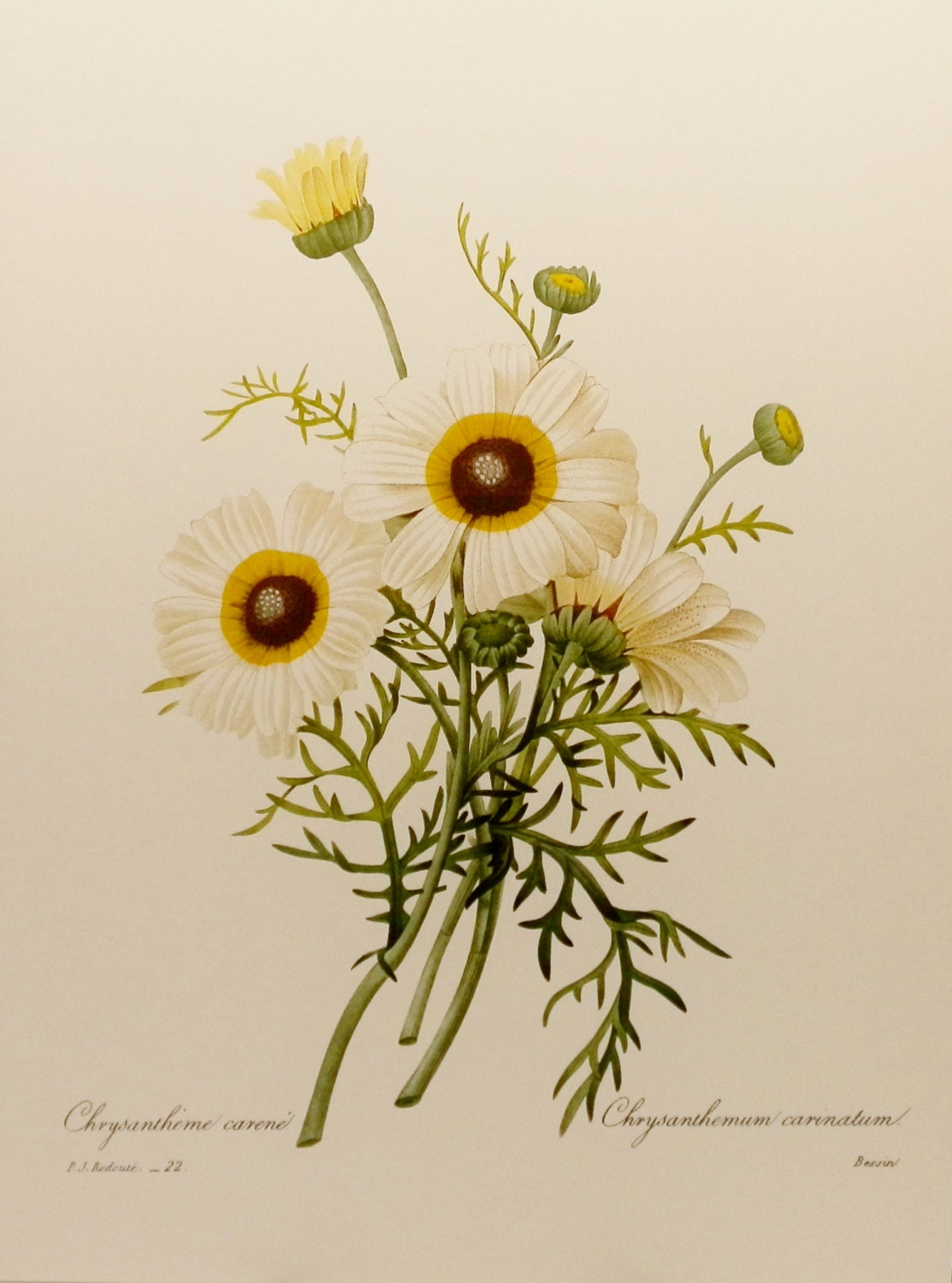 Polar Star Daisy Art, White Flower Print, Redoute Flower Home Decor (Book Plate Lithograph No. 22)