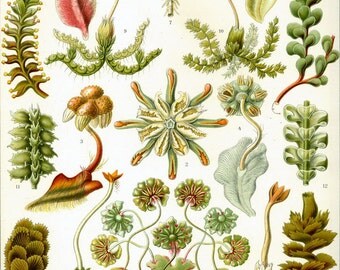 Natural history- plant- moss-Botanical print-Nature