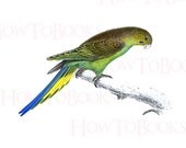UNDULATED PARRAKEET Bird illustration Digital Download Digital Collage Sheet Ready To Print 300 dpi Jpg and Png Images