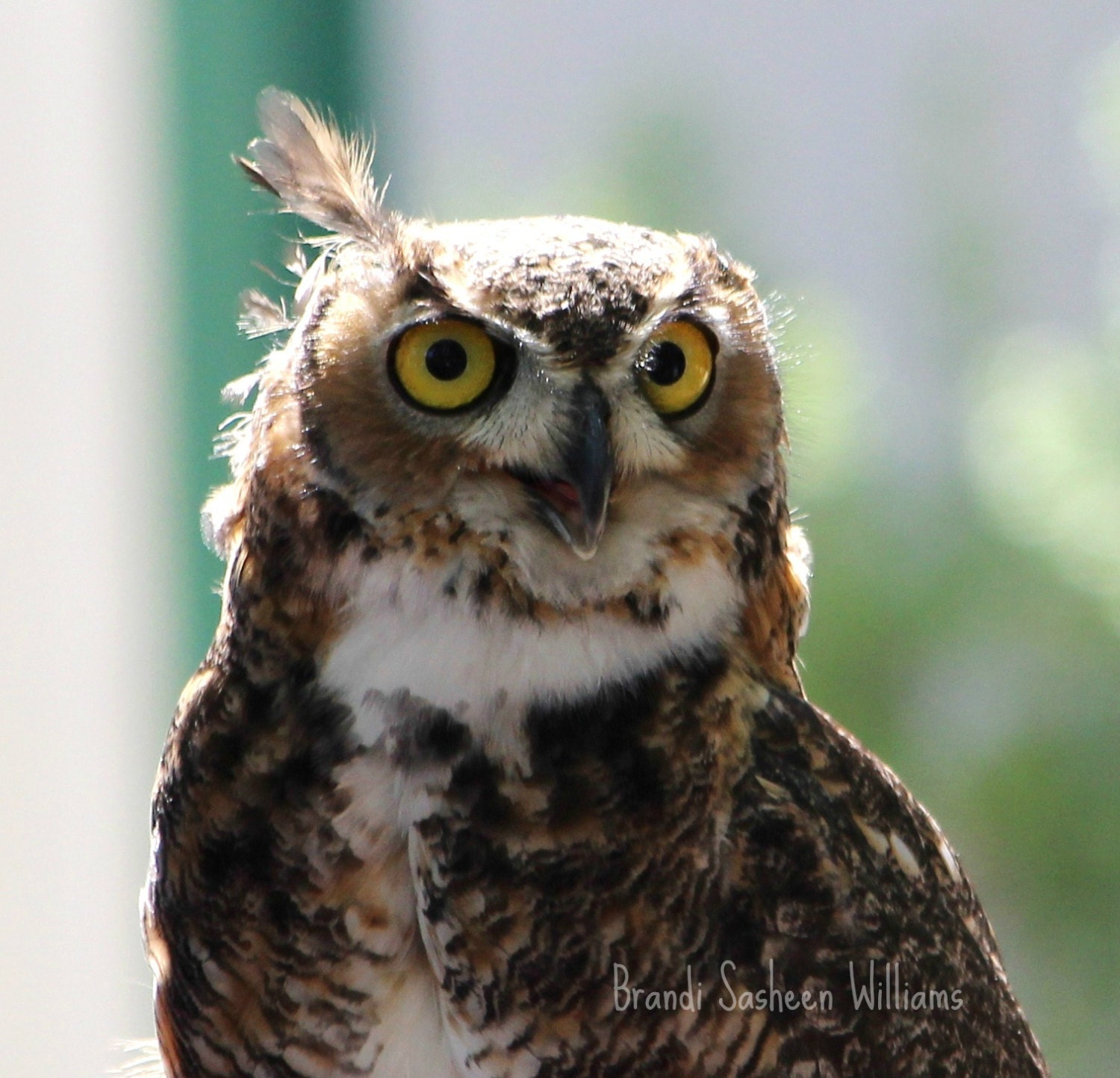 Great horned owl 8x10 photograph