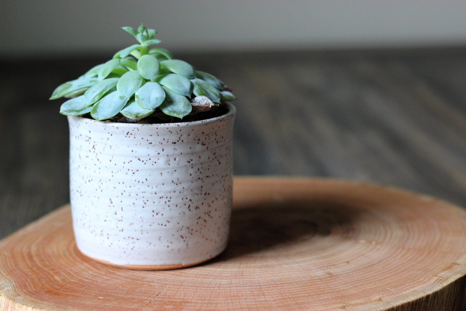 Small Rustic Modern Planter in Speckled White