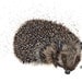 Original of a Hedgehog "Thistle" Mixed Media Painting