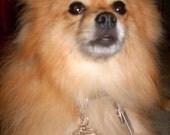 Dog ID Tag - Robust 3D Heart Bone Dog Tag Charm