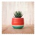 Coral Line Planter