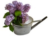 vintage aluminum watering can from Elizabeth Rosen
