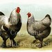 DARK BRAHMAS Biggle Poultry Digital Image for Cardmaking Scrapbooking Altered Art Mixed Media