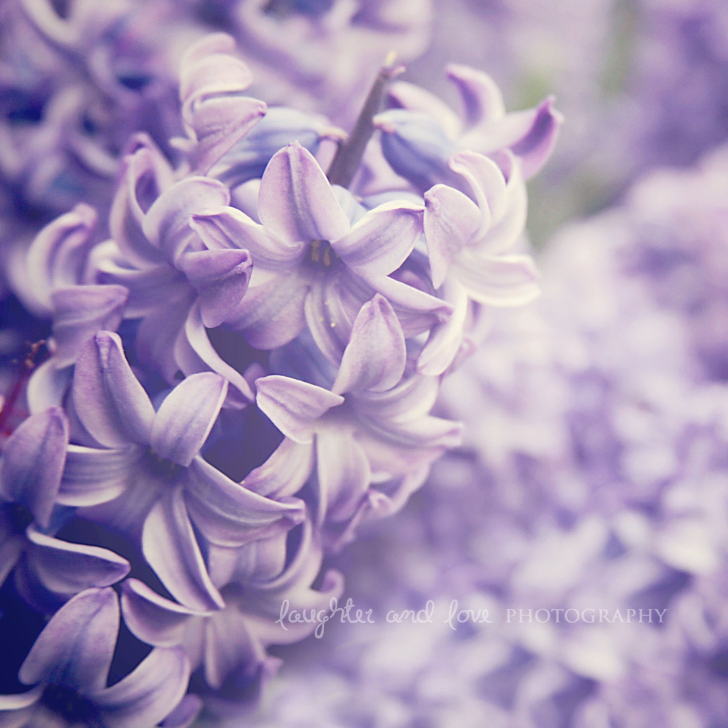 Lavender Dreams 20x20 Gallery Wrapped Canvas Fine Art Photography Shabby Chic Purple Violet Hyacinth Wall Art Home Decor