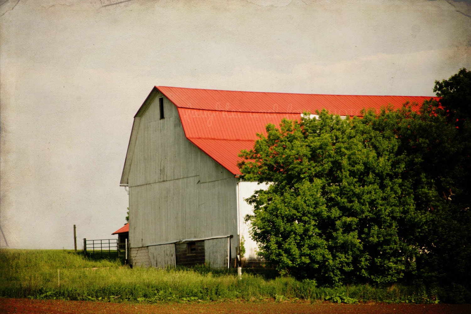 White Barn 8x12 Fine Art Photography Farm Country Chic Red Roof Green Rustic Vintage Home Decor Wall Art