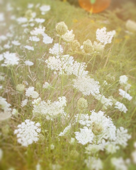 Botanical Print Queen Annes Lace Field Flowers Summer White Mint Green Soft Dreamy Hazy Simple Style, 11 x 14 Fine Art Print