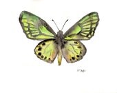 Green and Yellow Butterfly, Original Watercolor Painting, 8x10