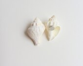 Beach Decor - Sea Shell Magnets - White Conch Shell Magnets - 6 pcs.