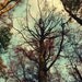 Forest Tree Photo, Woods, Autumn, Woodland, Enchanted, Fairytale, Moody, Landscape, Blue and Brown, Nature Photography - Medusa