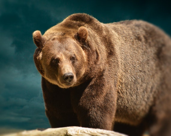 Animal Photography 8x10, Brown Bear Photograph, Grizzly Print, Man Cave Nature Decor, Rustic Wildlife Cabin Wall Art, Masculine, for men