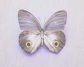 Butterfly Photography 8x10, Purple Nature Photograph, Lavender Nursery Decor, Moth Still Life, Minimalist Pastel Photo, Specimen Print