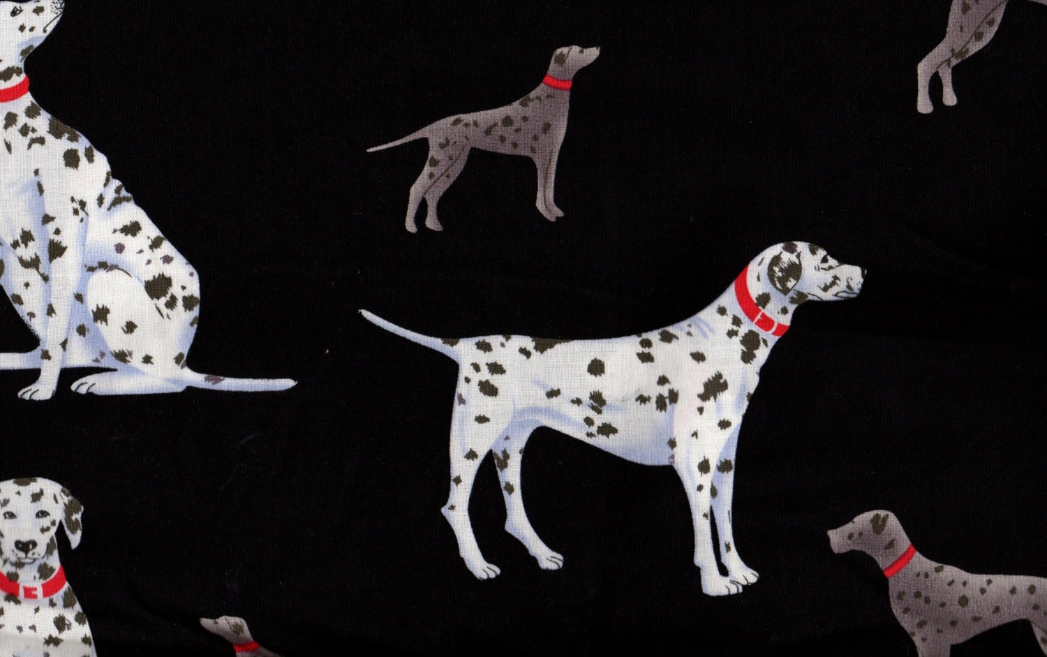 Dog Fabric, Dalmation Fabric, Dalmations, Spot by Blank Quilting, 1 yard Fabric