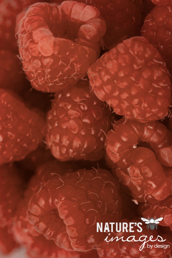 Raspberry Print, Food Photography, Still Life Print, Raspberry Closeup, Red, Fruit Image, Macro, Kitchen Print,  8x12