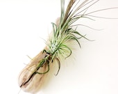 Air Plants on Driftwood: Mounted Tillandsias on Tabletop Garden