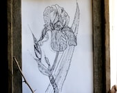 original black and white ink drawing spring iris and buds. floral. botanical. detailed. study. map. typewriter. library.