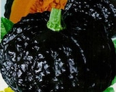 Organic Heirloom 10 Seeds Japanese squash Pumpkin Orange Black Fruit Very Sweet Flavor vine creeper plant Kabocha F27