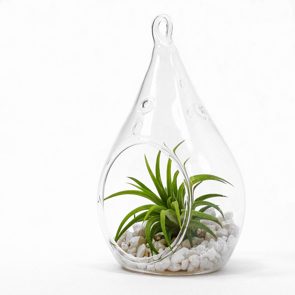 ZEN Teardrop Air Plant Terrarium - Hanging Glass Teardrop - Plant Decor