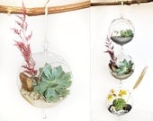 Bark Hanging Glass Bubble Succulent Terrarium