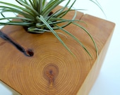 Air Plant Holder - locally salvaged solid block of juniper