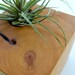 Air Plant Holder - locally salvaged solid block of juniper