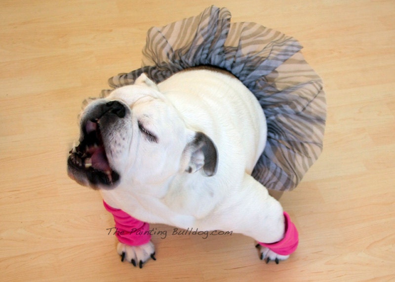 Piper Stone the English Bulldog Singing Her Heart Out - Fine Art - Dog Photography - 5x7