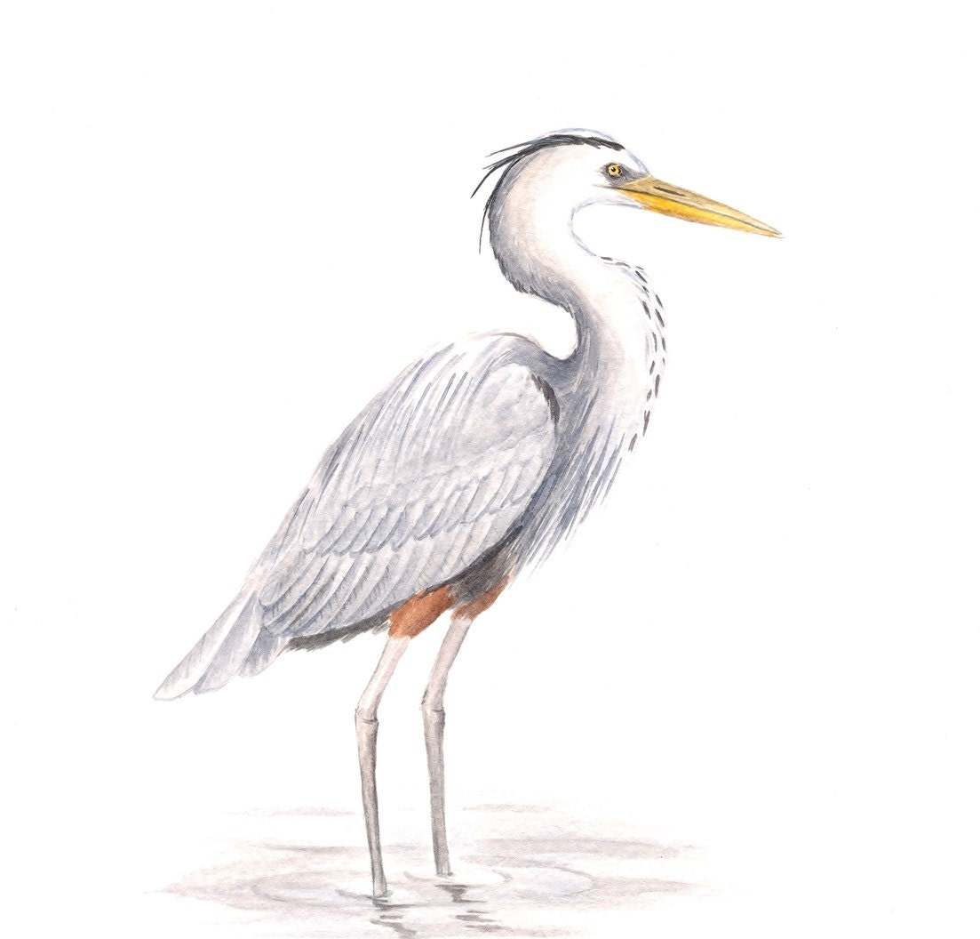 Original Bird Painting, Watercolor Heron Painting, Great Blue Heron, Wildlife Art, Nature Fine Art, Water, Gray Bird, Watercolour, 10" X 8"