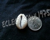 50 Cowrie, Cowry Shells