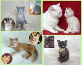 Custom Sculptural Portrait - Copy Your Cat - Needle Felting