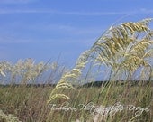 Photography Print of Summer Coastal Plains of Beach Wheat, Relaxing Beach House Decor