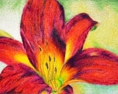 Red Lily - Original Colored Pencil drawing 5.5x8 Inch