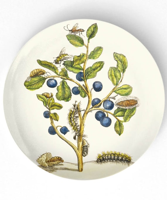 Blueberries -1600's botanical artwork - reproduced on 10 inch Melamine Plate
