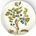 Blueberries -1600's botanical artwork - reproduced on 10 inch Melamine Plate