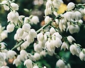 White flowers