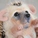 Hedgehog "Kid".. I will make this item for your order