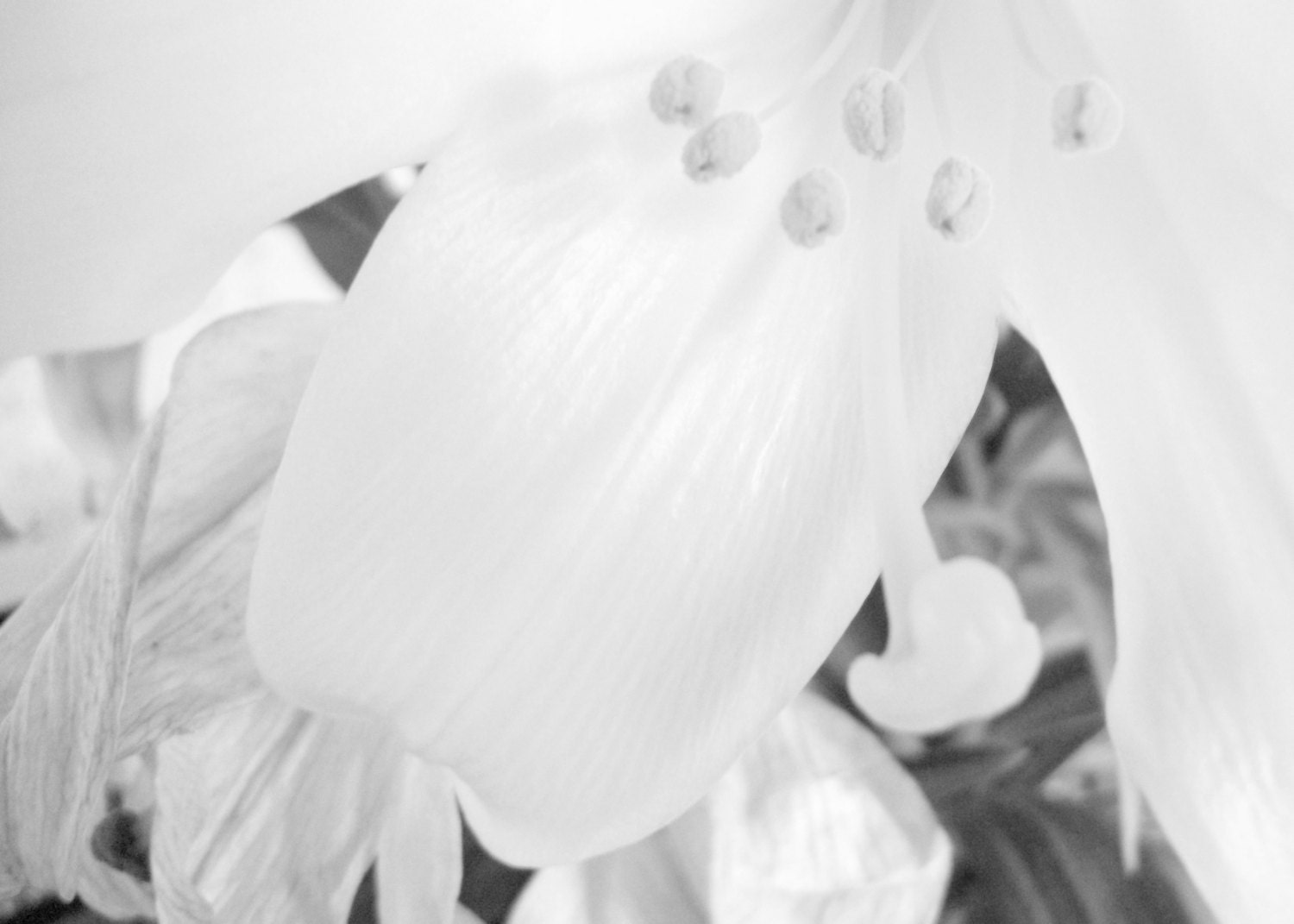5x7 Beautiful Abstract Nature Fine Art Photograph Beautiful Pale Grey Black and White Photography Print