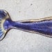 Basic Custom Realistic Latex Mermaid Tails