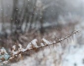 Winter snow photo snowflakes falling home decor print 8x12"