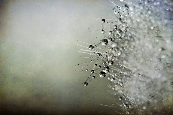 Dandelion Seeds Water Drops Silver Gray Fine Detail Home Decor Fine Art "Little Sparkles" 8x12