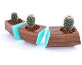 Boxcar Succulent Planters - Solid Walnut with Robin Egg Blue